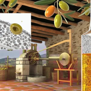 Discovering the Richness of Coratina Olive in Olive Oil