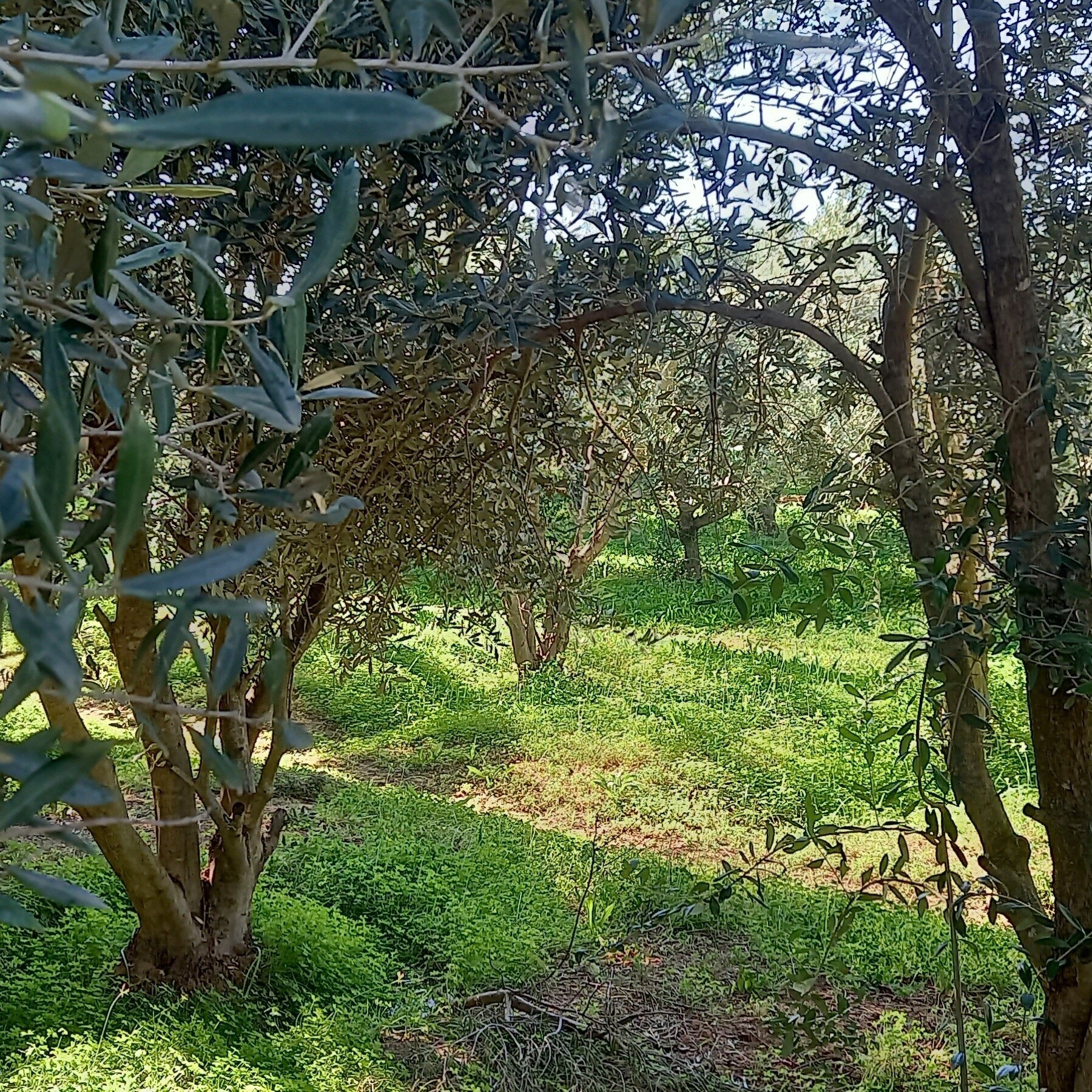 The 4 Olive Cultivars on the Boutique Olive Grove! How they taste & 4 great recipes!